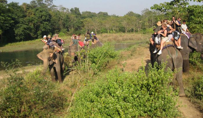 Elephant Jungle safari- best way to explore wild animals in Nepal